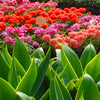 PLANTE JARDIN FLEURS GOLFE ST-TROPEZ